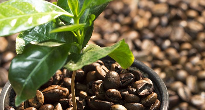 LDC and Luckin Coffee collaboration boasts expanded sustainable coffee supply chain in China